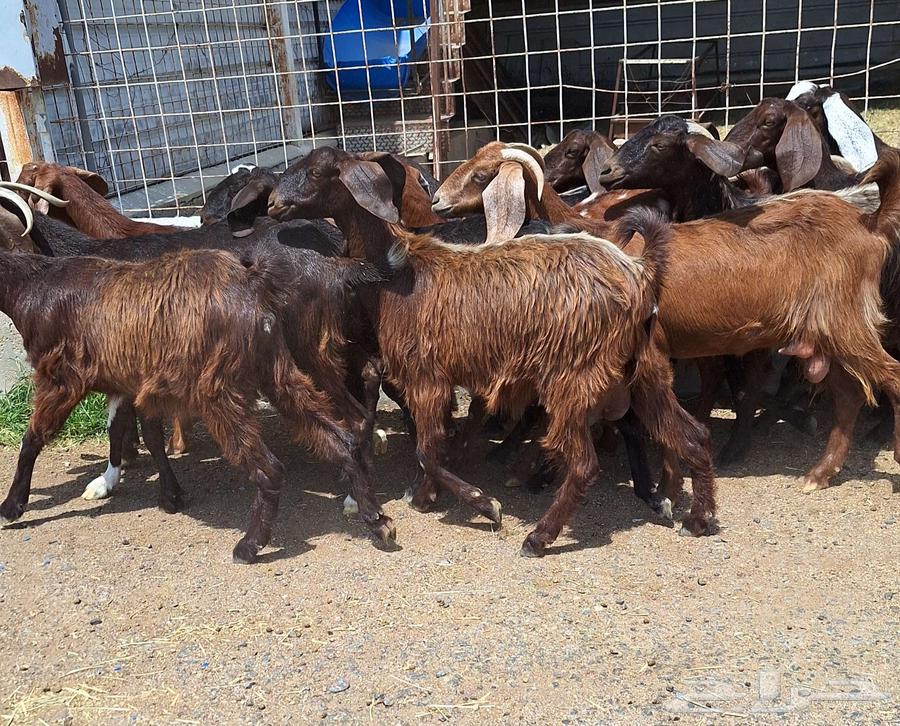 Egyptian goats for sale, high-quality purebred, 15 does with the buck for Al-Qunai64546665020034111