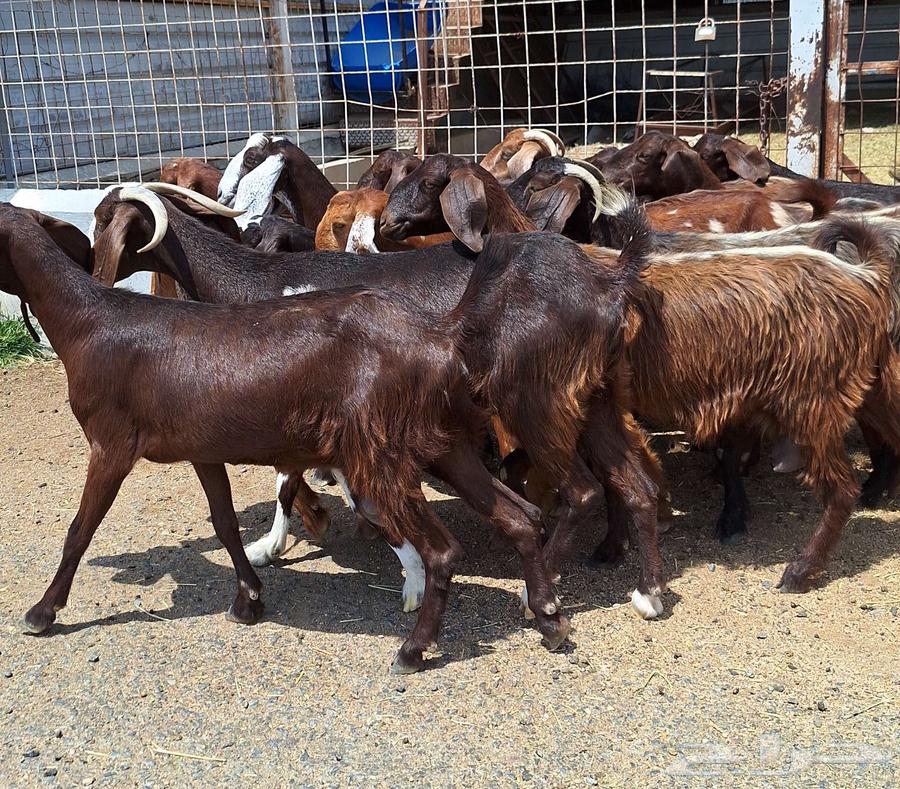 Egyptian goats for sale, high-quality purebred, 15 does with the buck for Al-Qunai64546665020034112