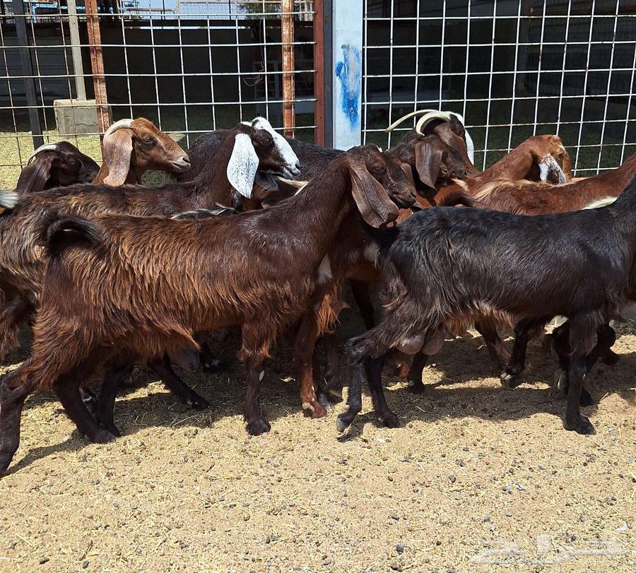 Egyptian goats for sale, high-quality purebred, 15 does with the buck for Al-Qunai64546665020034110