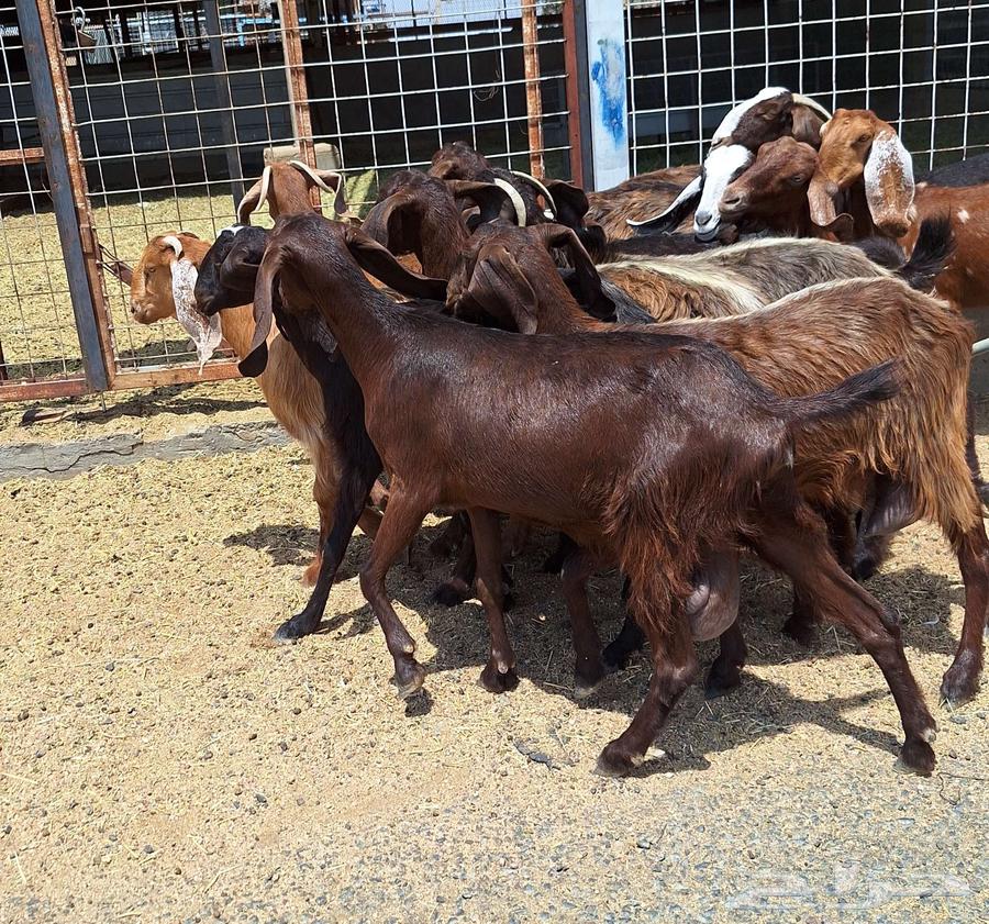 Egyptian goats for sale, high-quality purebred, 15 does with the buck for Al-Qunai64546665020034113