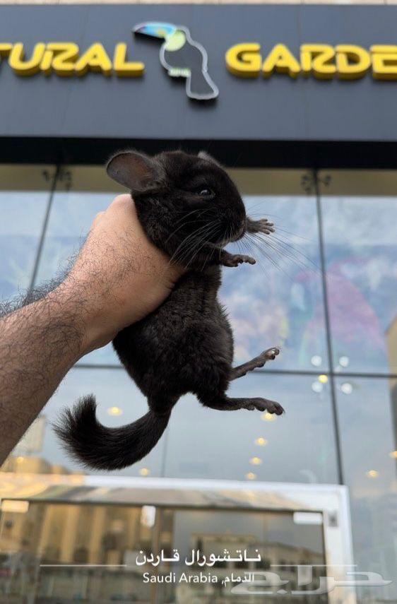 The Owner of the Softest Fur in the World64560024095361114