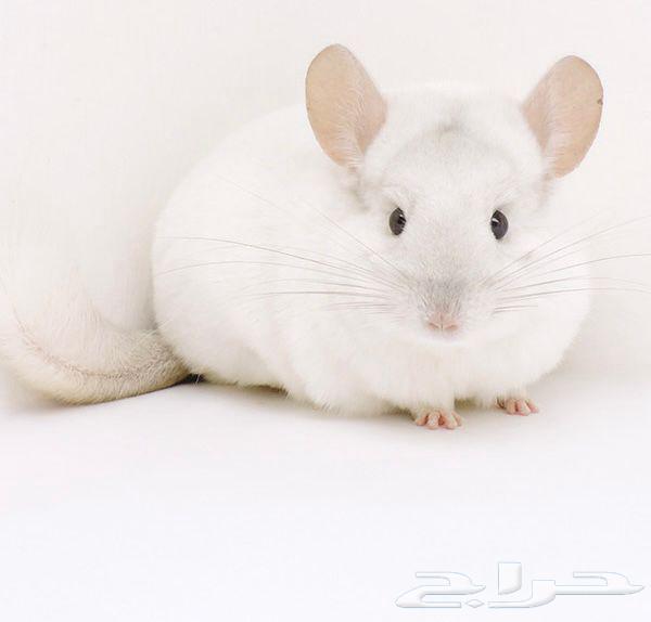 The Owner of the Softest Fur in the World64560024095361110