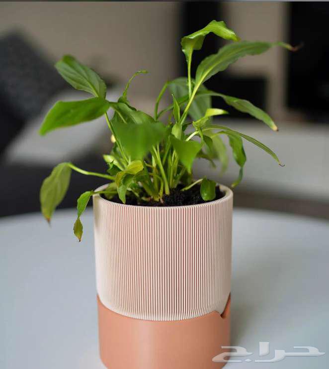 أحواض نباتات عصرية   نظام ري ذاتي64554202942595114