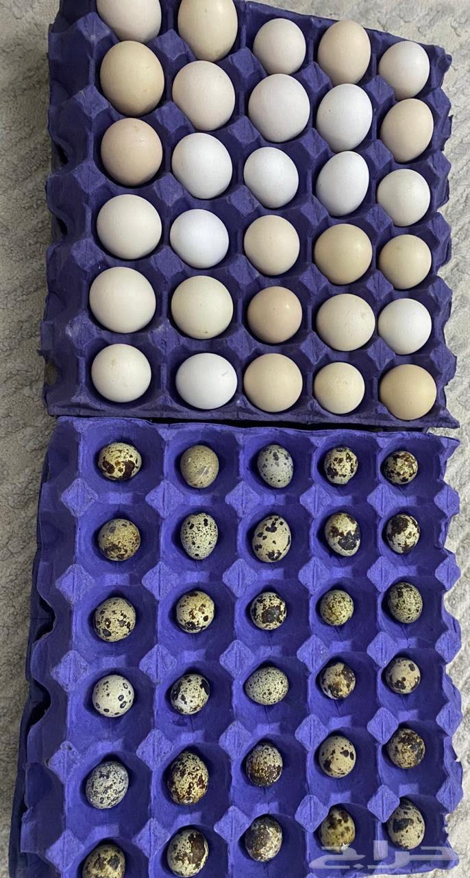 بيض بلدي و سمان64560670388226110