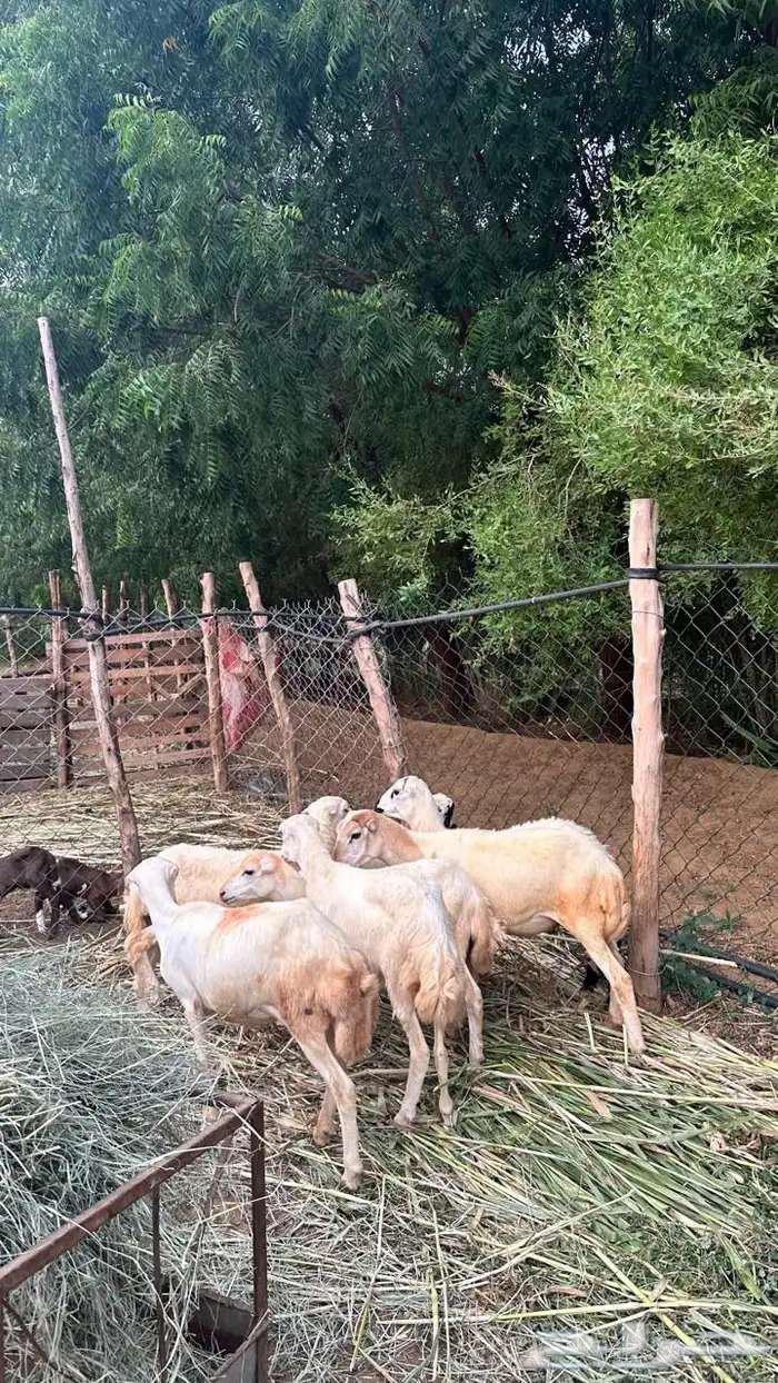 للبيع 7رخيل بلدي64560656330883112