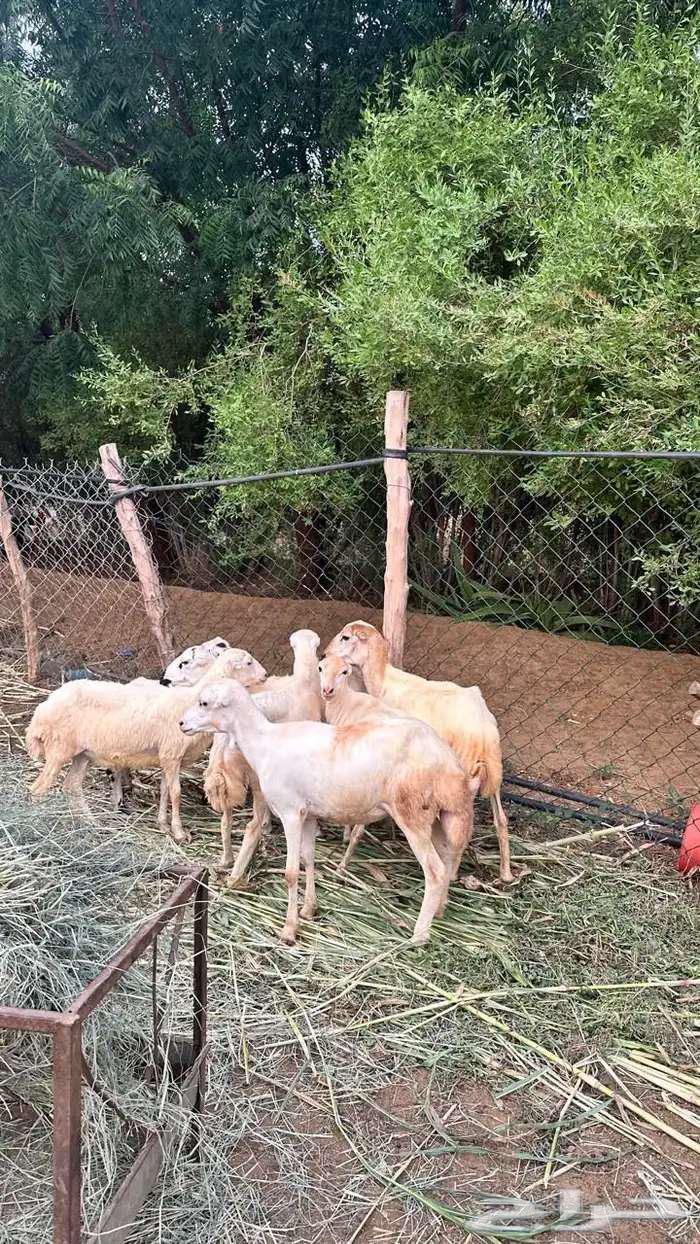 للبيع 7رخيل بلدي64560656330883113