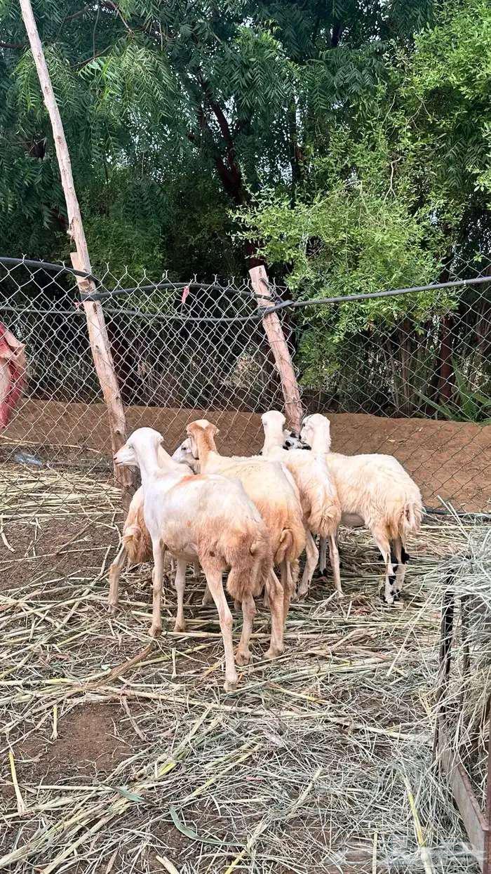 للبيع 7رخيل بلدي64560656330883110