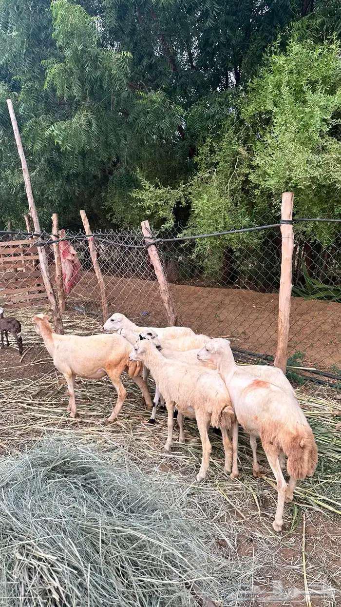 للبيع 7رخيل بلدي64560656330883111