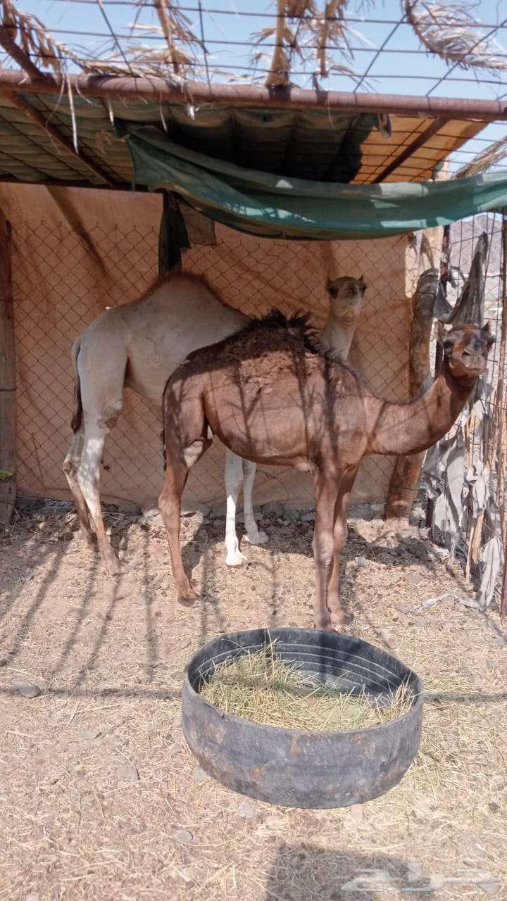 قعدان للبيع64557044469379112