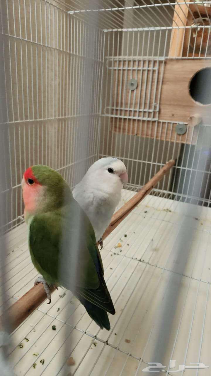 A pair of day finches64559015260801110