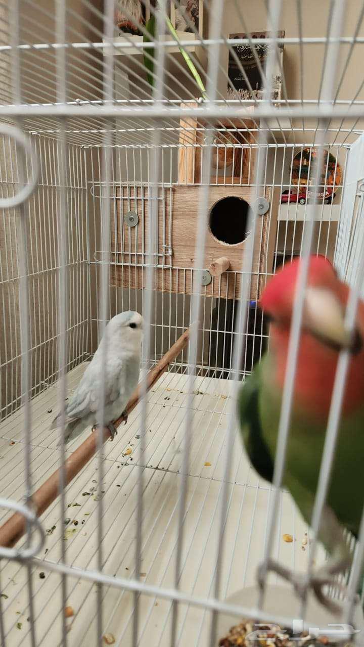 A pair of day finches64559015260801111