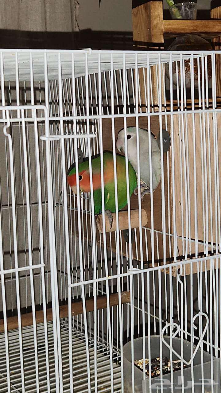 A pair of day finches64559015260801112