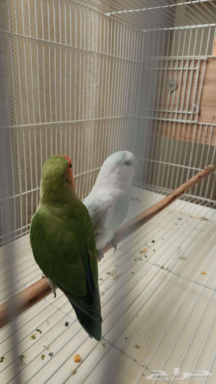 A pair of day finches64559015260801113