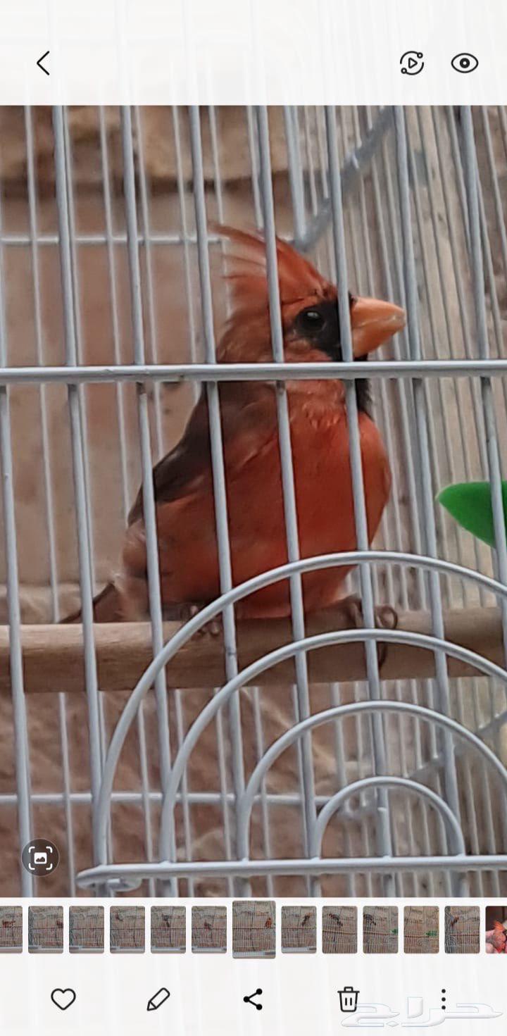 ذكر كاردينال64556959025155112