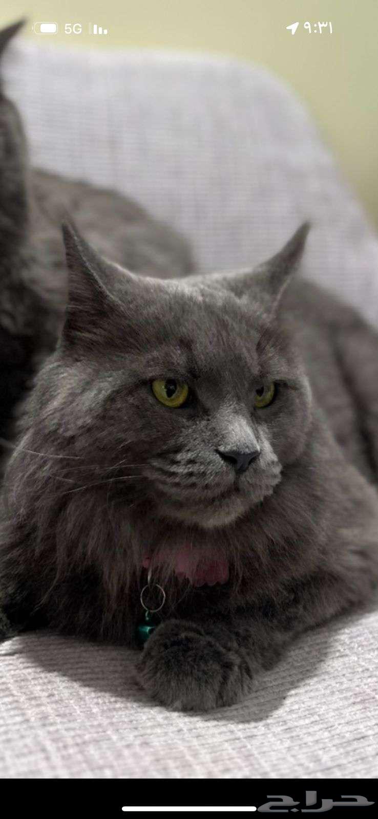 قطة ( فصيلة مين كون الجميله بيور )64556385073667110
