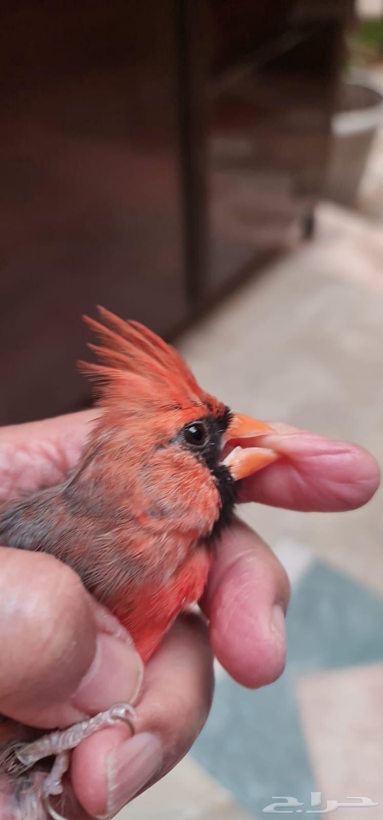 ذكر كاردينال64556959025155110