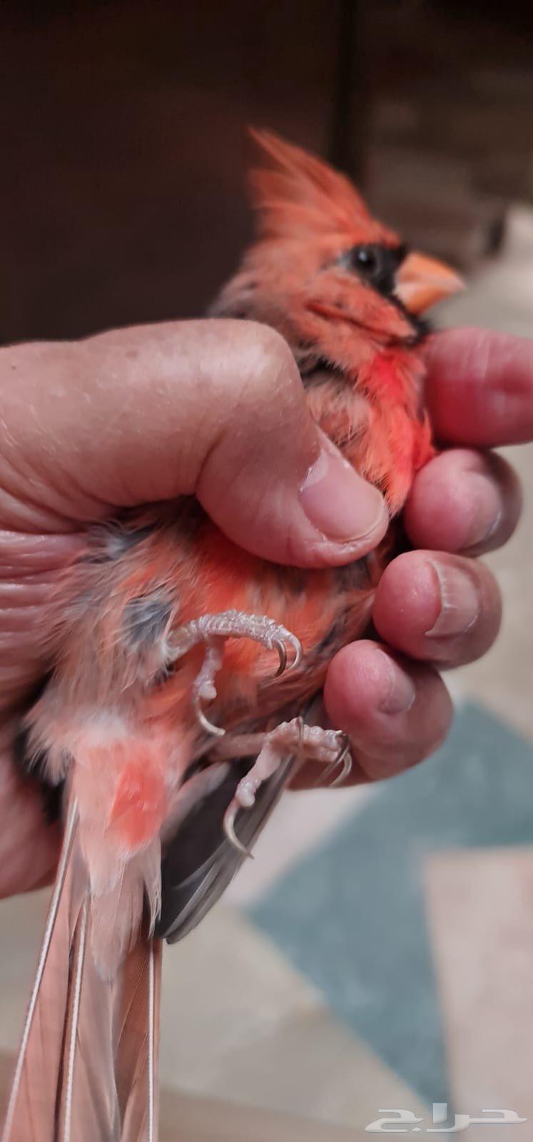 ذكر كاردينال64556959025155111