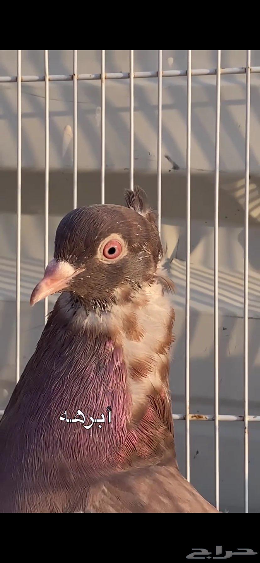 جوزين ابرهة سالم ابو خالد الخرج64562151860610110