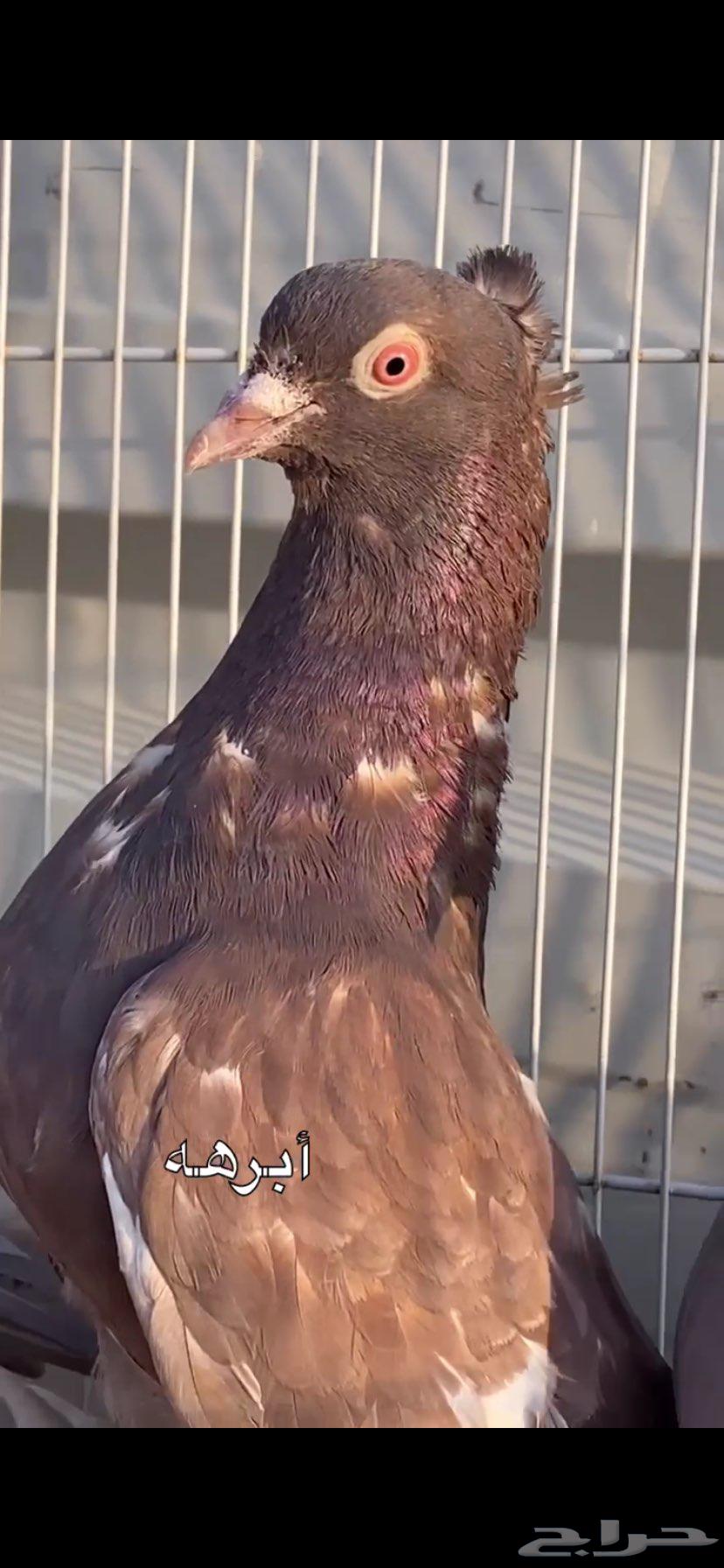 جوزين ابرهة سالم ابو خالد الخرج64562151860610112