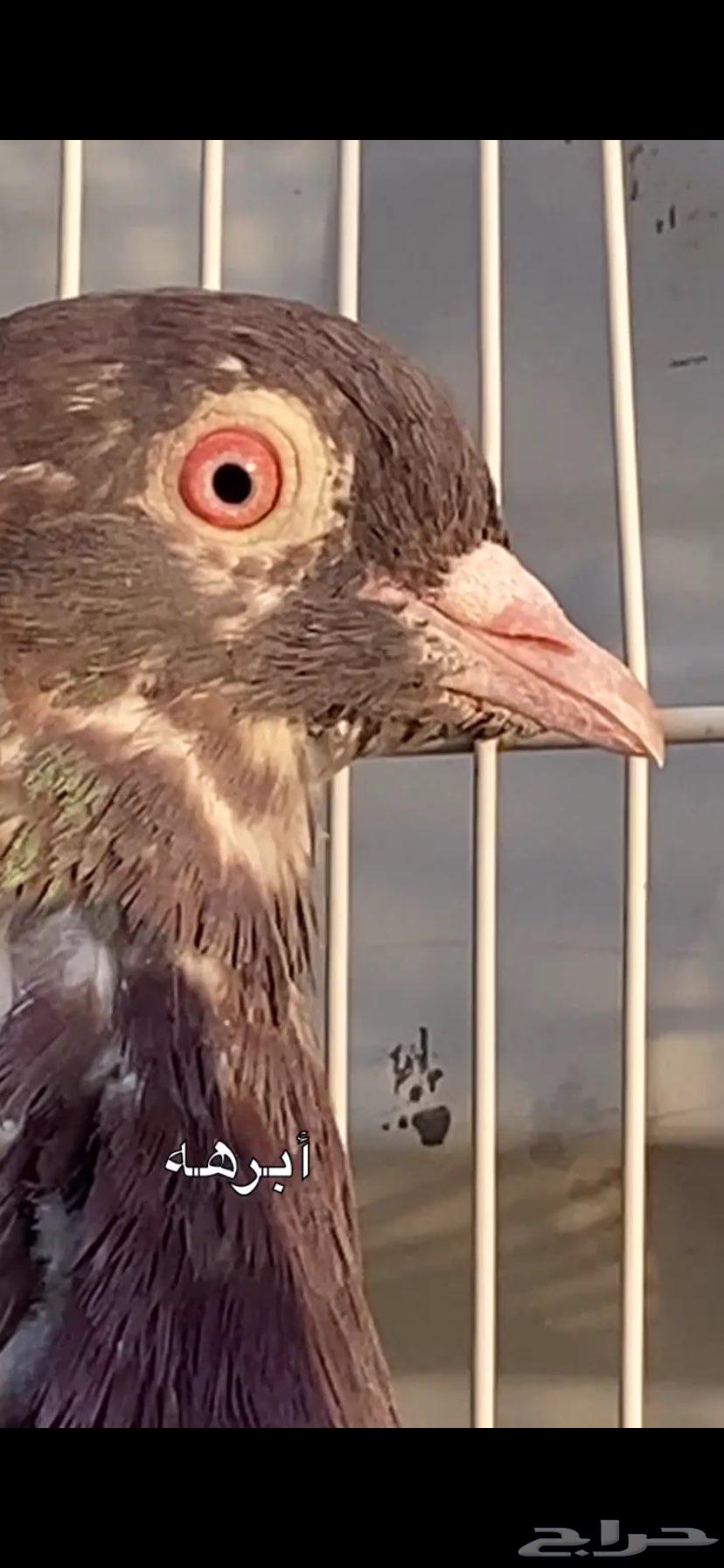 جوزين ابرهة سالم ابو خالد الخرج64562151860610111