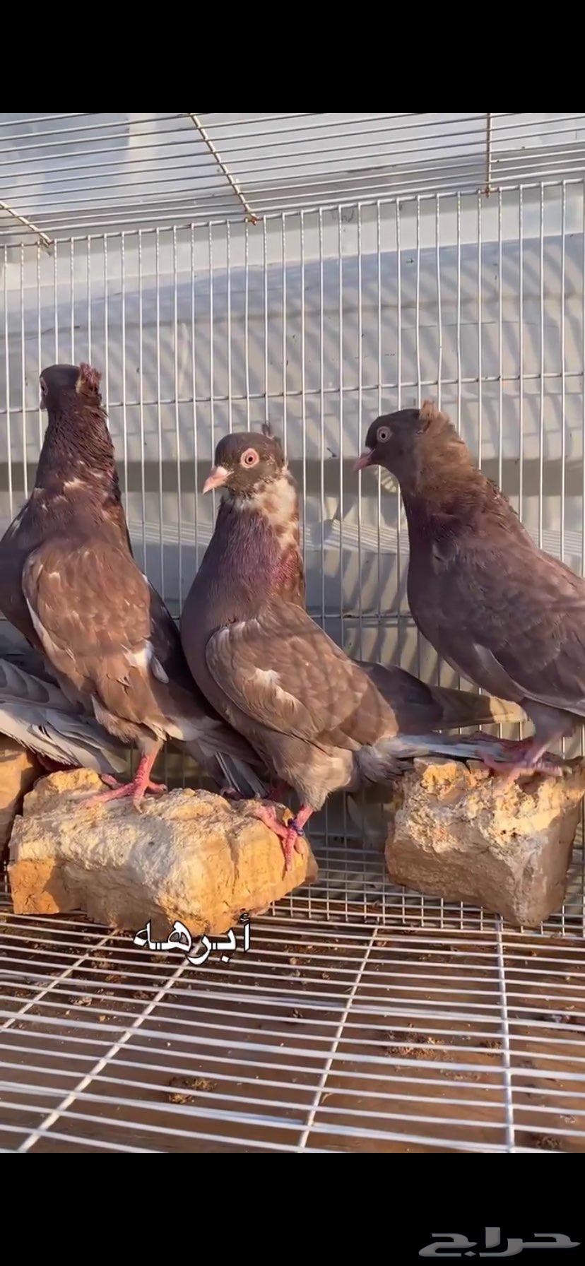 جوزين ابرهة سالم ابو خالد الخرج64562151860610113