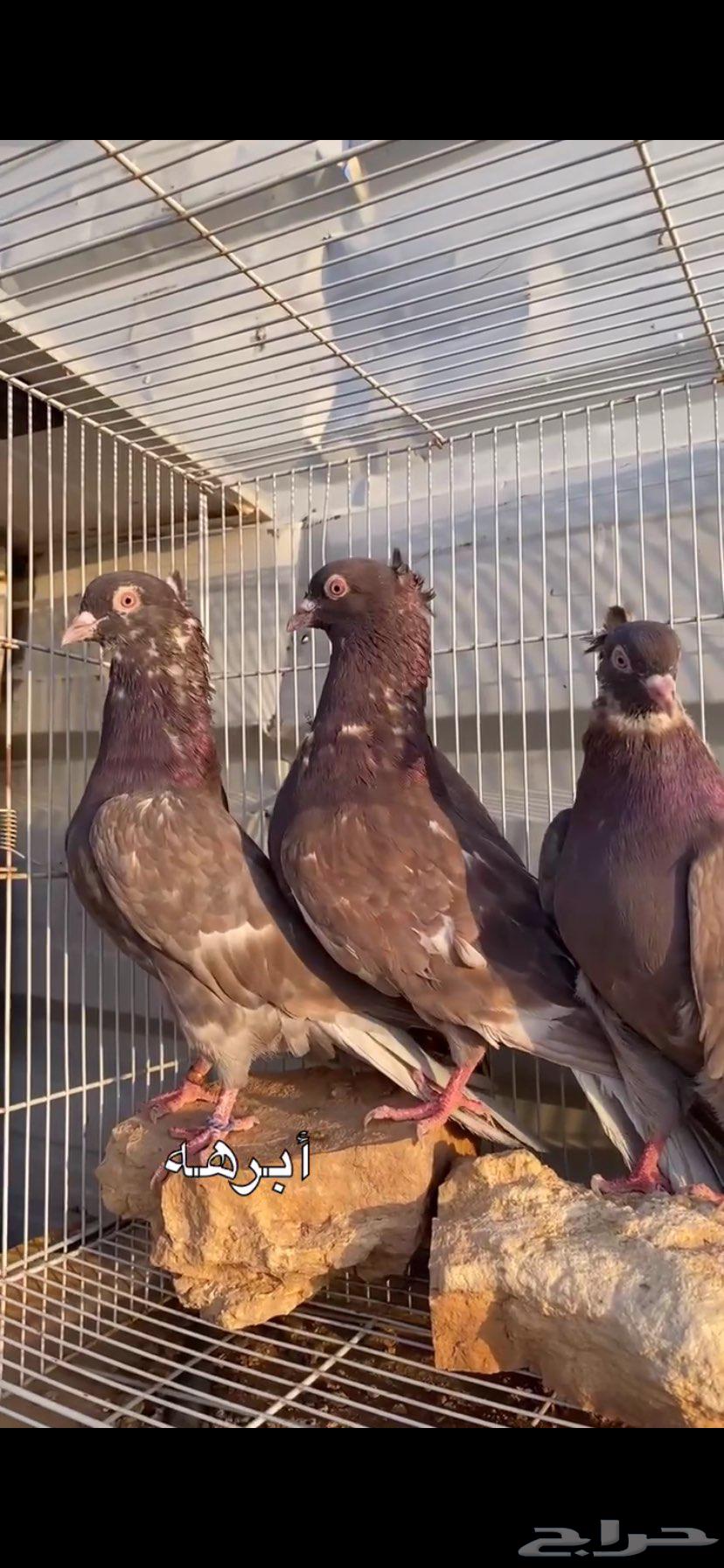 جوزين ابرهة سالم ابو خالد الخرج64562151860610114