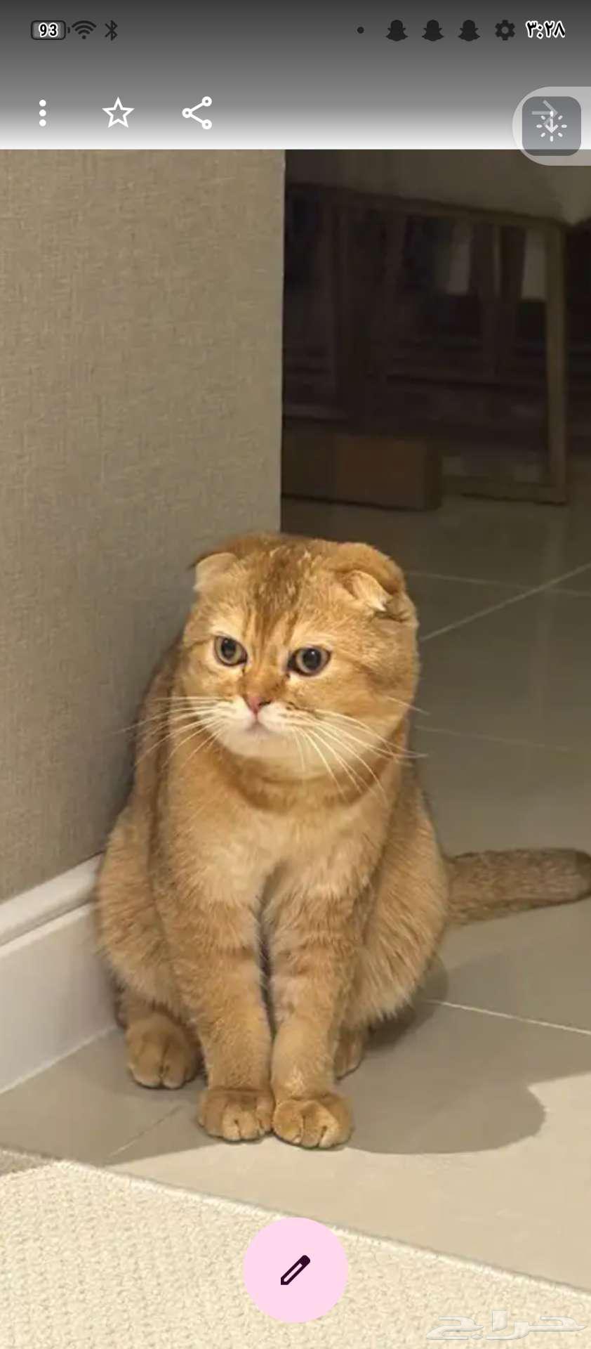 ذكر سكوتش بيور للتزاوج64556777510785110