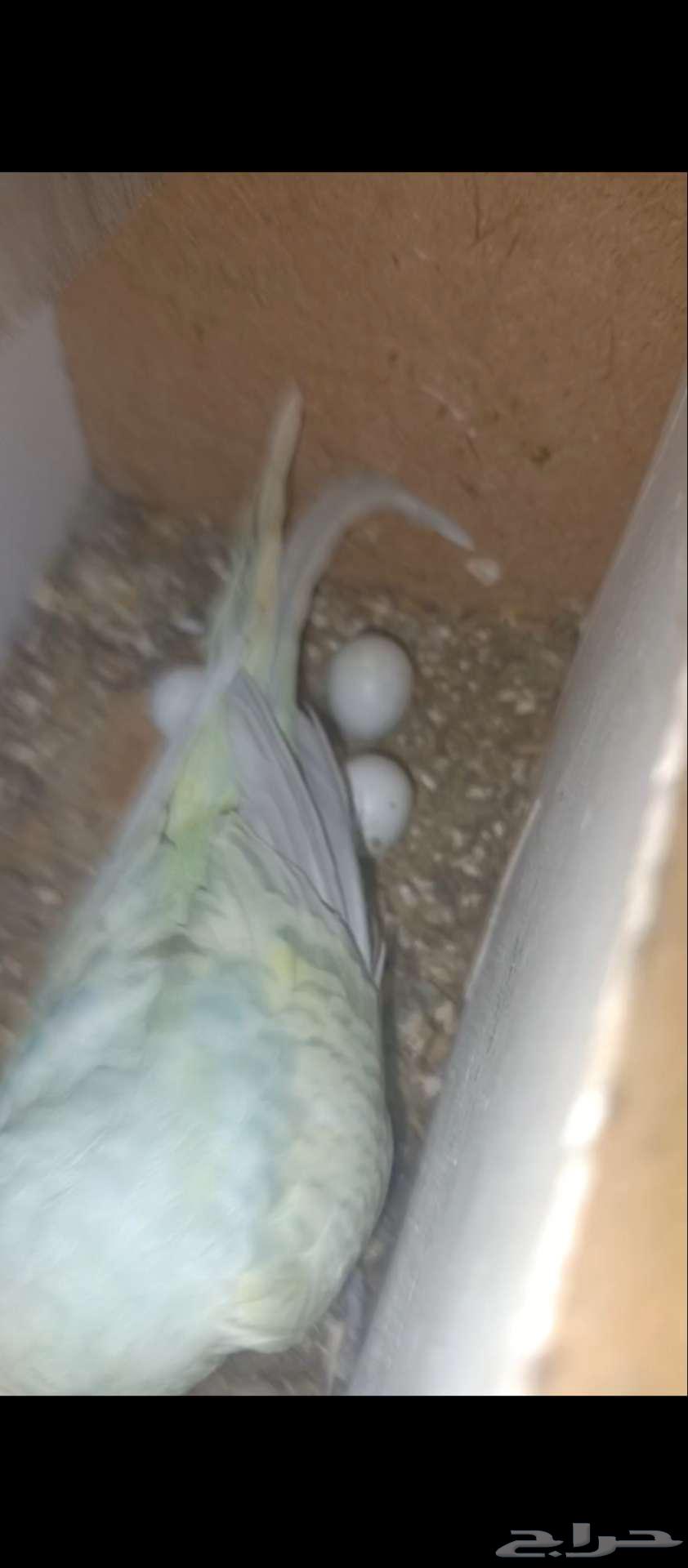 جوز بادجي منتج64560192326786110