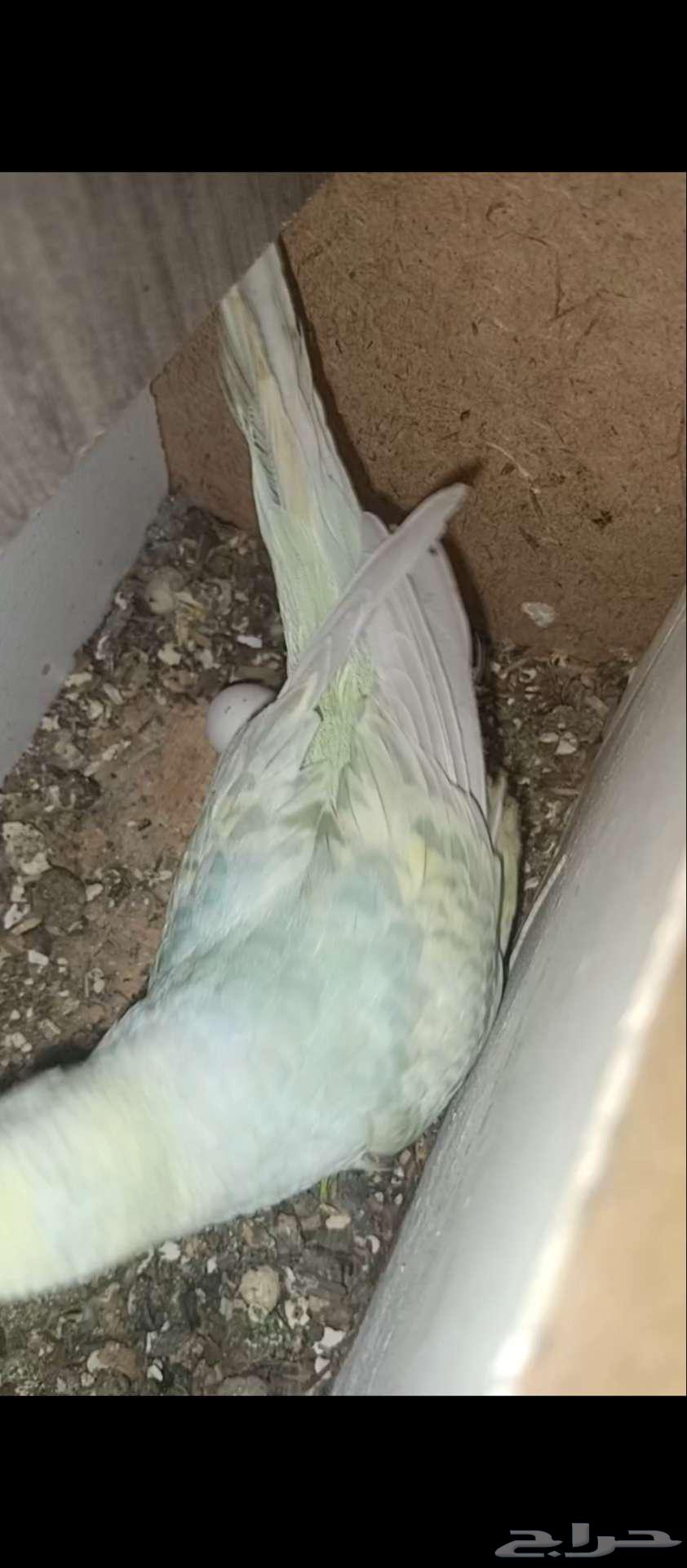 جوز بادجي منتج64560192326786111