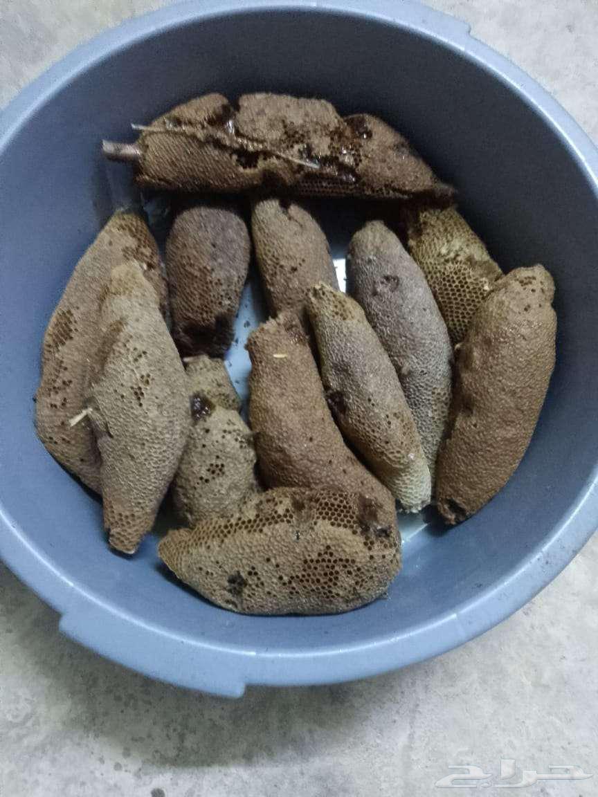 Wild honey that humans do not interfere with64560809946370110