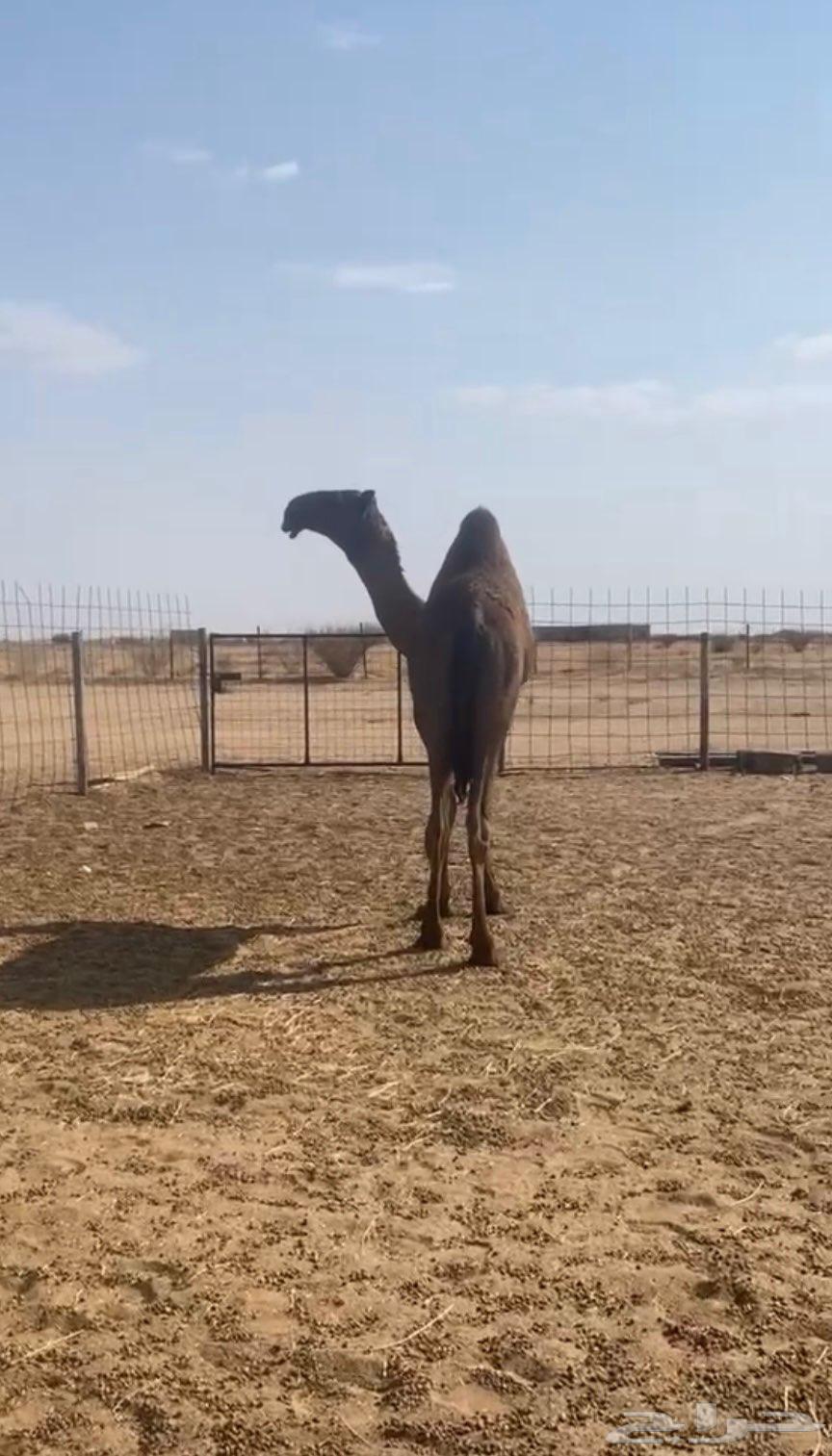 قعود كفو ضغط عالي64557030474755112