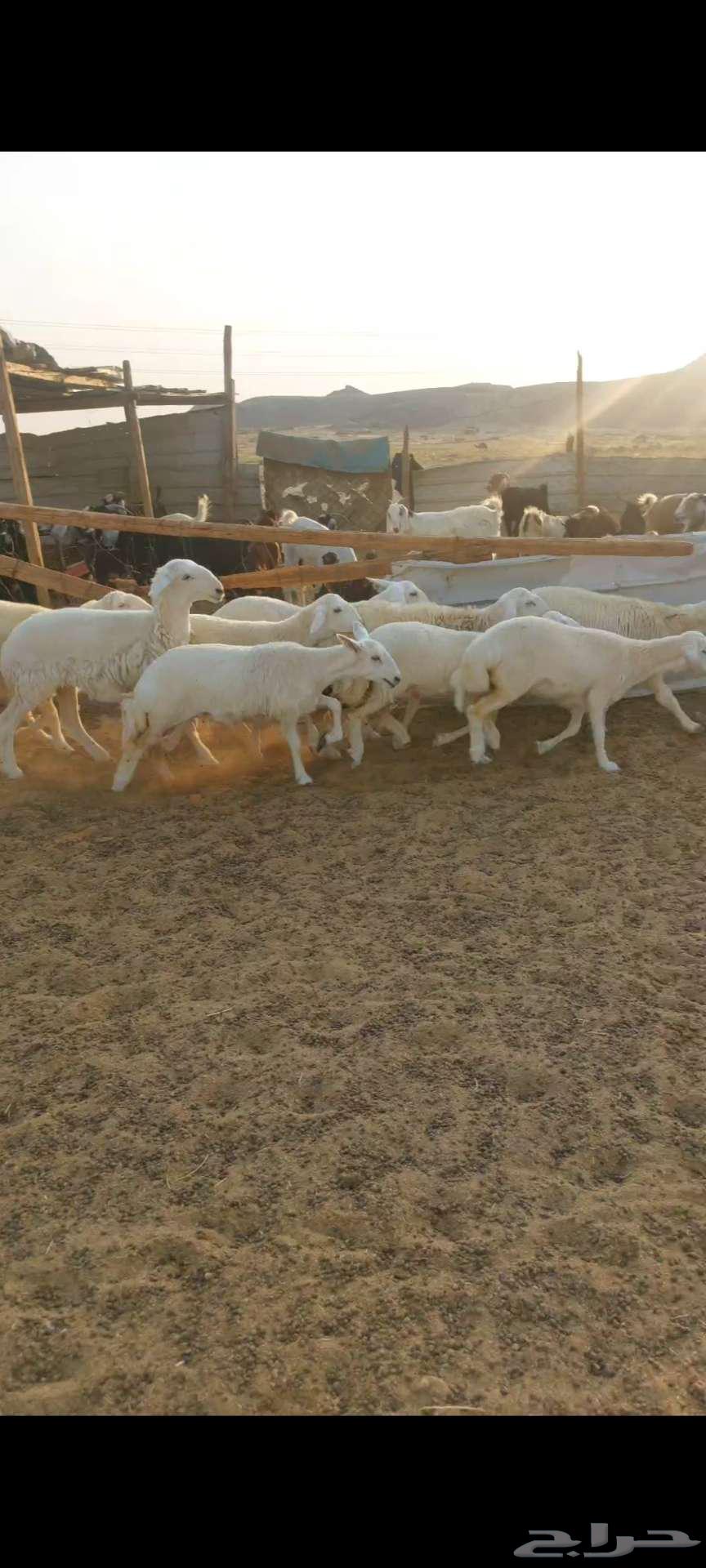 14头母驼，带褶皱和凹槽...还有公驼和母驼64556902979457113