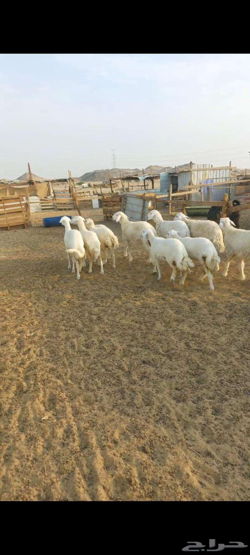 14头母驼，带褶皱和凹槽...还有公驼和母驼64556902979457110