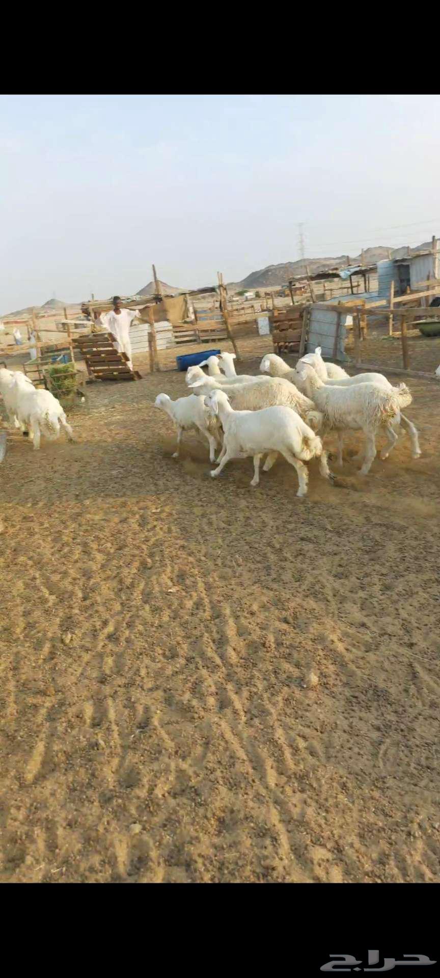 14头母驼，带褶皱和凹槽...还有公驼和母驼64556902979457112