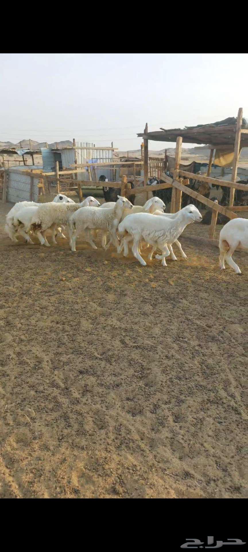 14头母驼，带褶皱和凹槽...还有公驼和母驼64556902979457111