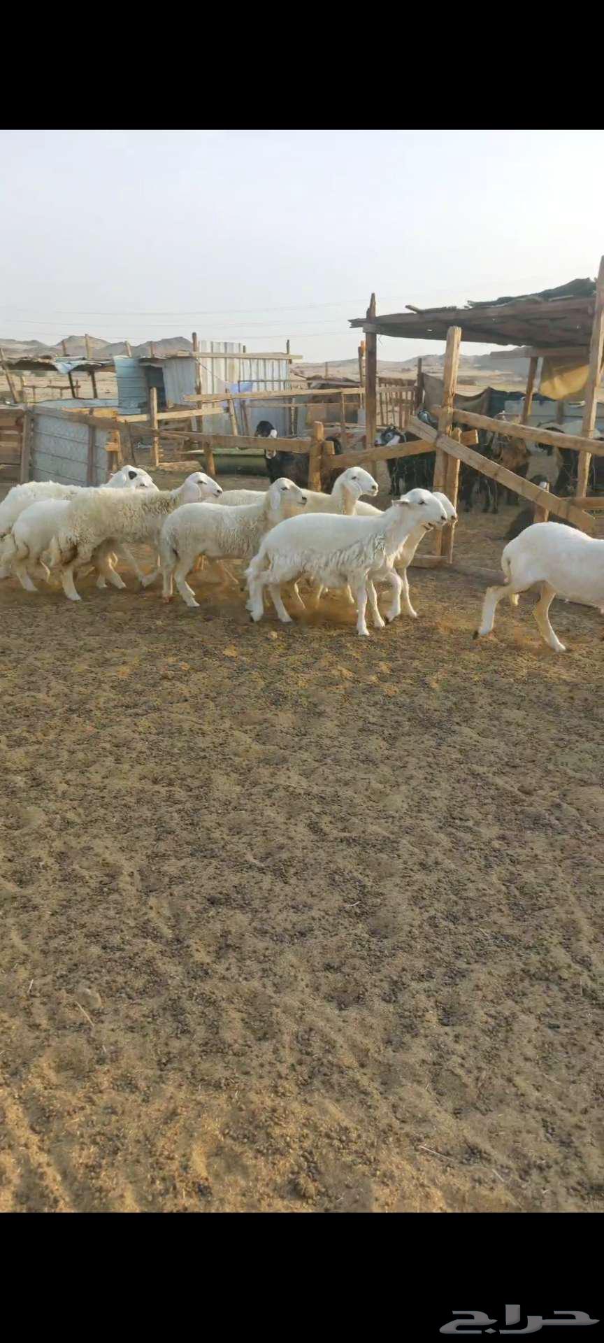 14头母驼，带褶皱和凹槽...还有公驼和母驼64556902979457114