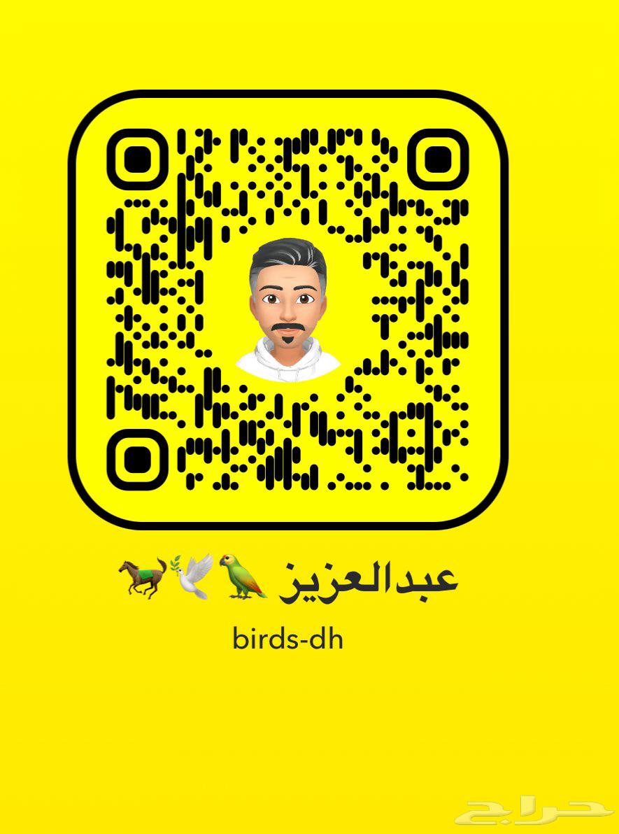 جوز روز عرض اليوم الوطني64560823967106111