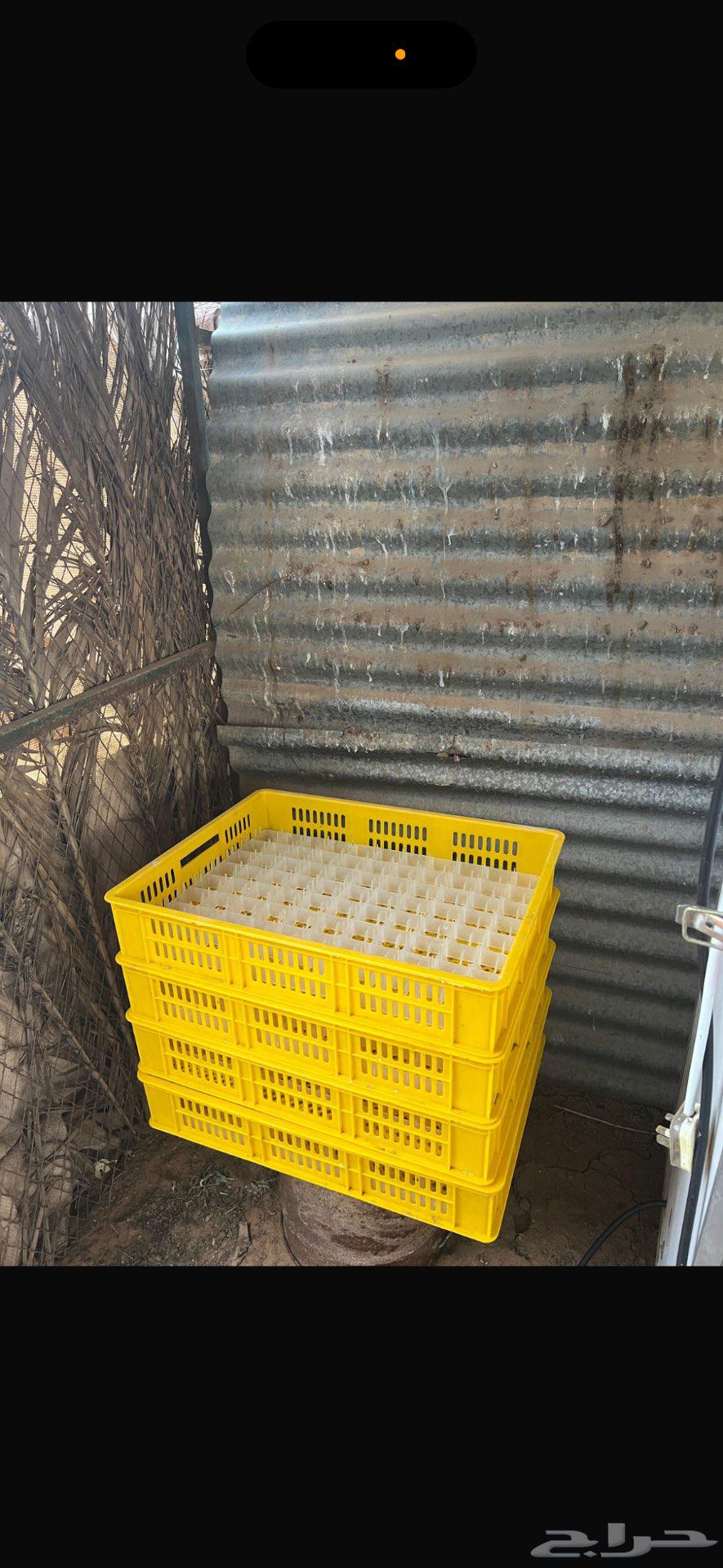 Mohammedia Masaa automatic incubator, all parts original64556240530945114