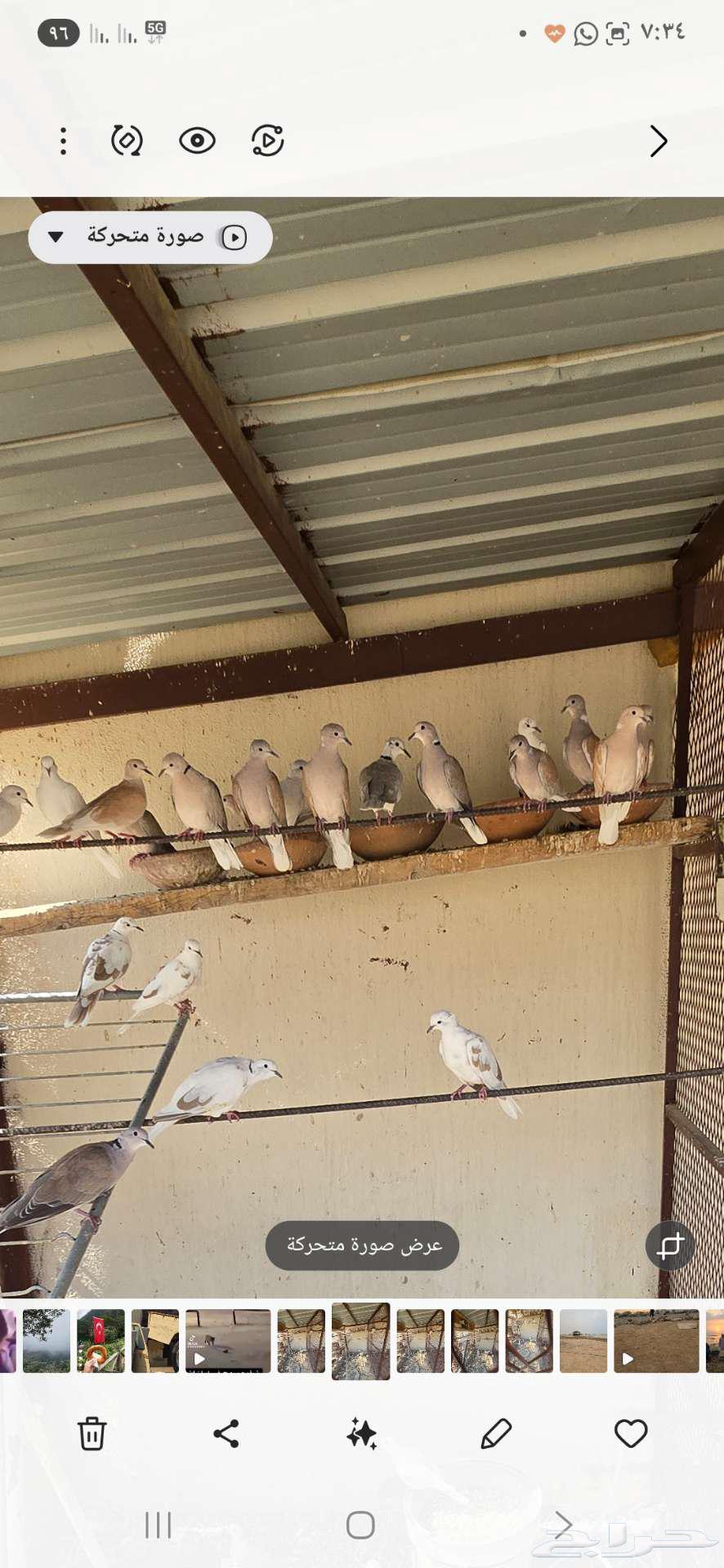 قماري هولندي للبيع64555040071811112