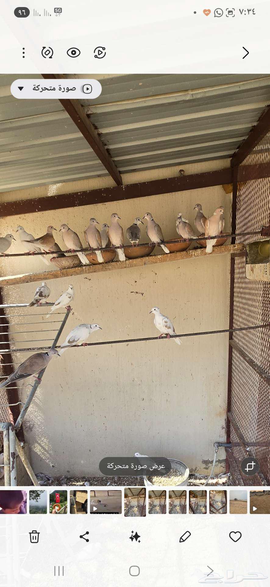 قماري هولندي للبيع64555040071811111