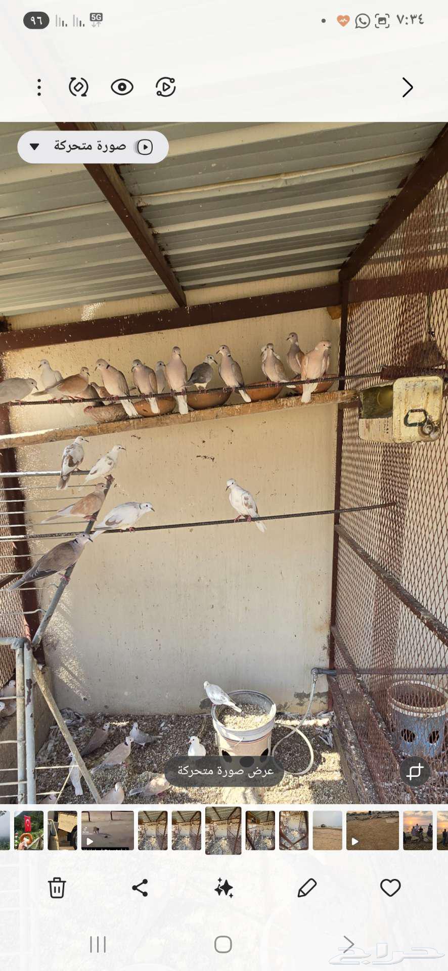 قماري هولندي للبيع64555040071811113