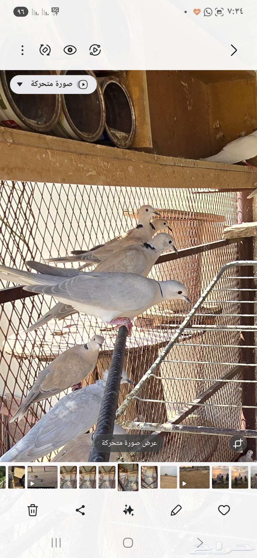 قماري هولندي للبيع64555040071811110