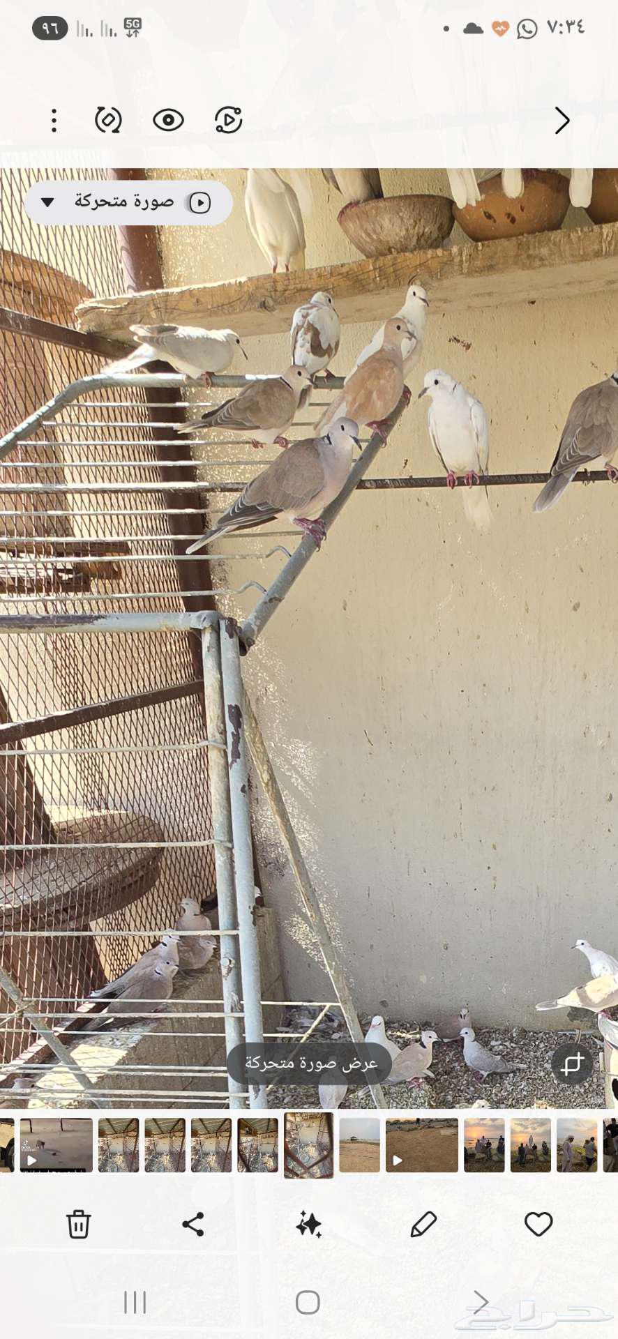 قماري هولندي للبيع64555040071811114