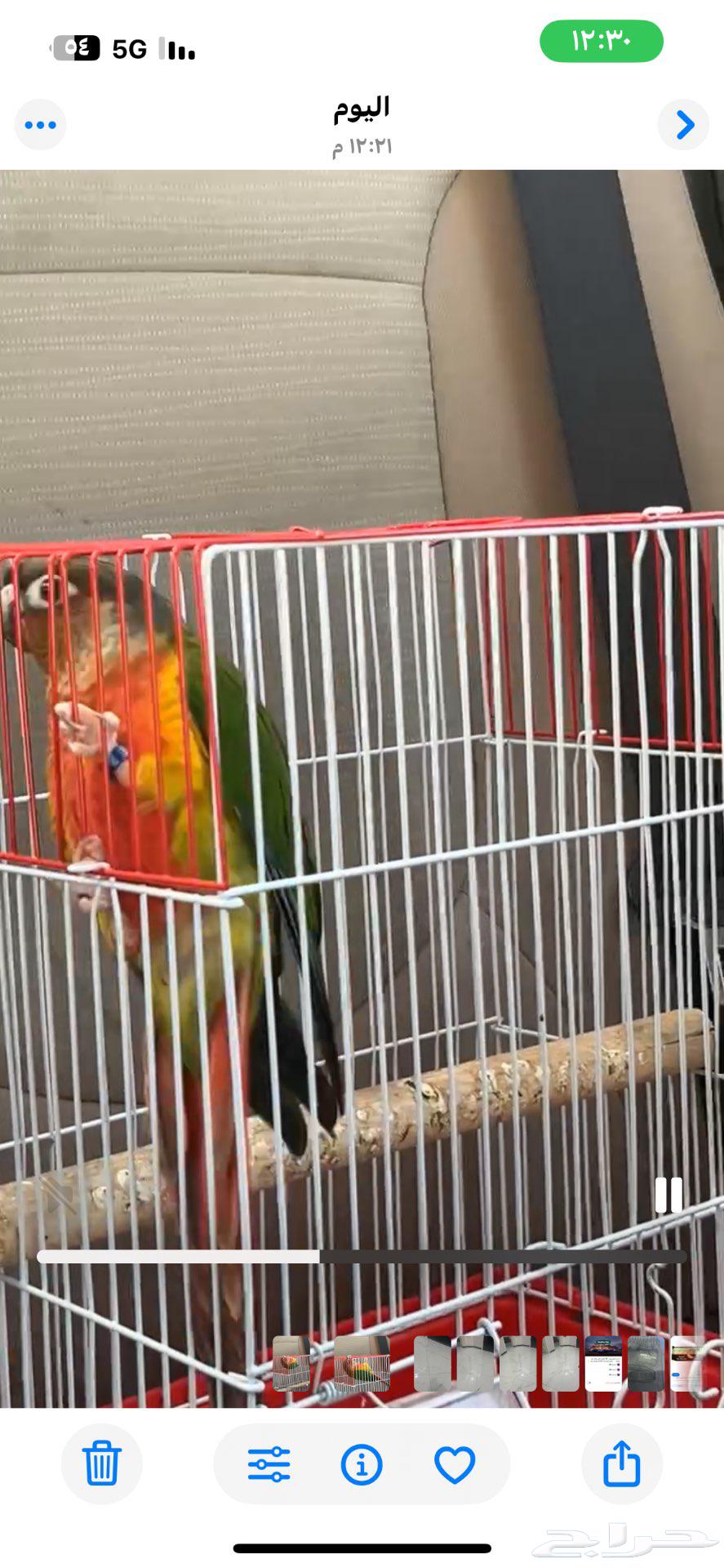 Lilian's Parrot64556511760129110