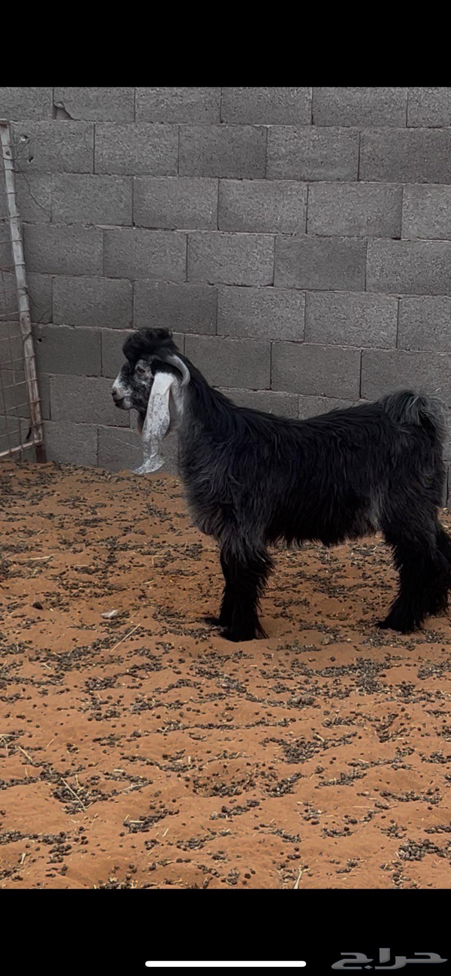 تيس عارضي للبيع64561063415169112