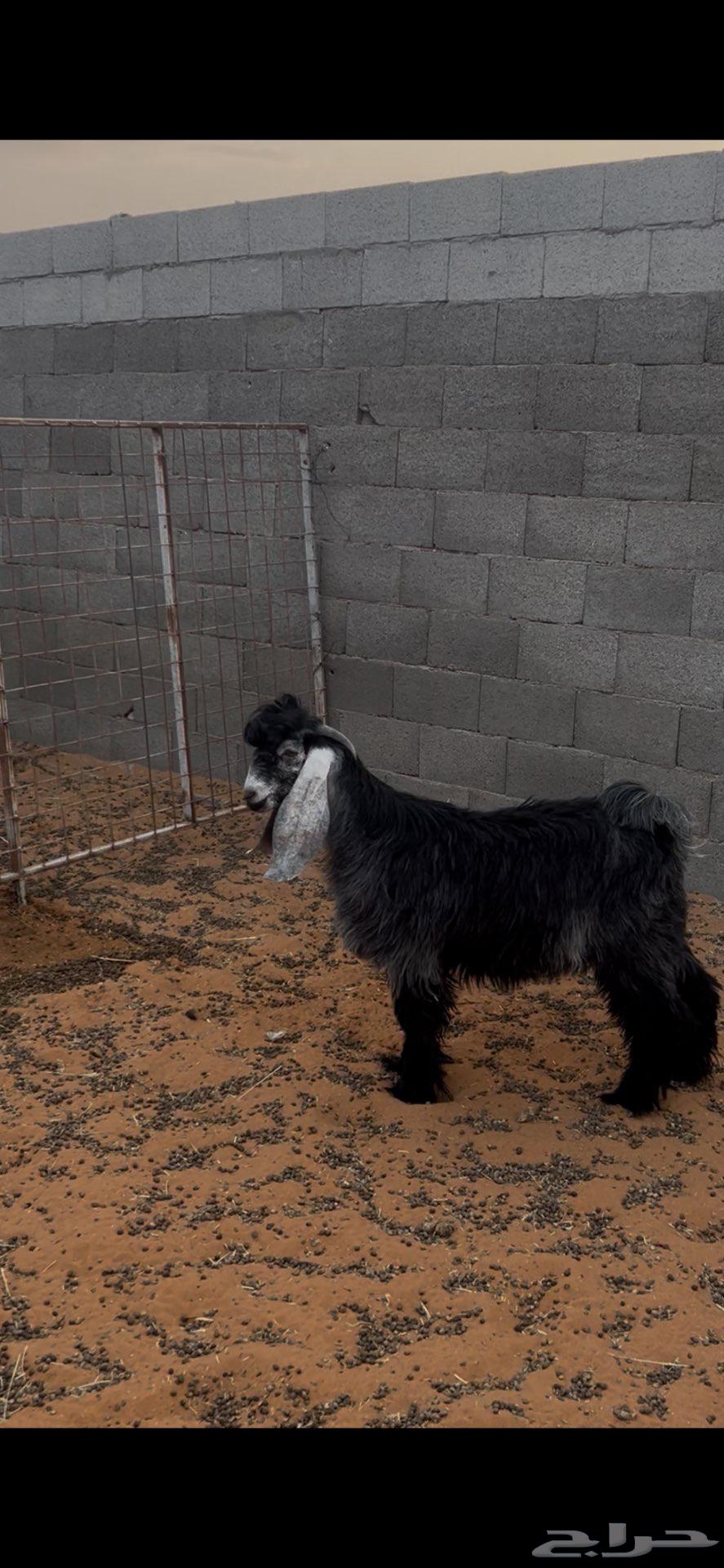 تيس عارضي للبيع64561063415169110