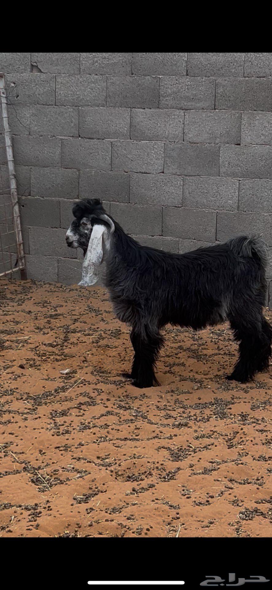 تيس عارضي للبيع64561063415169111