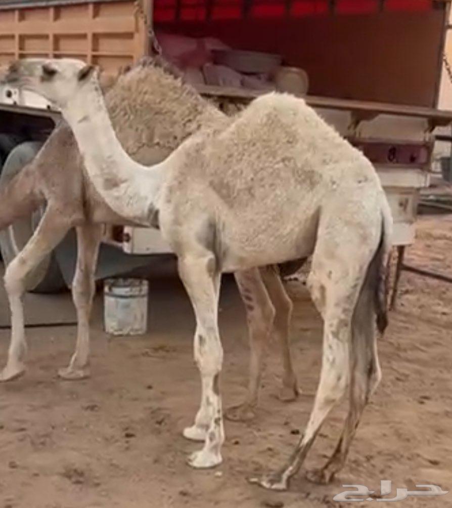 حاشي لباني للبيع64560487624323110