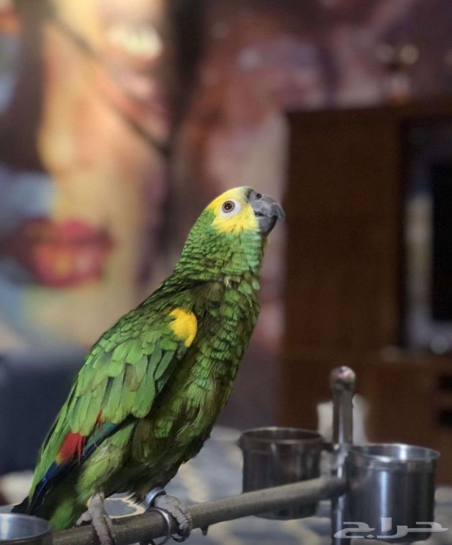ببغاء امروني64561699471875111