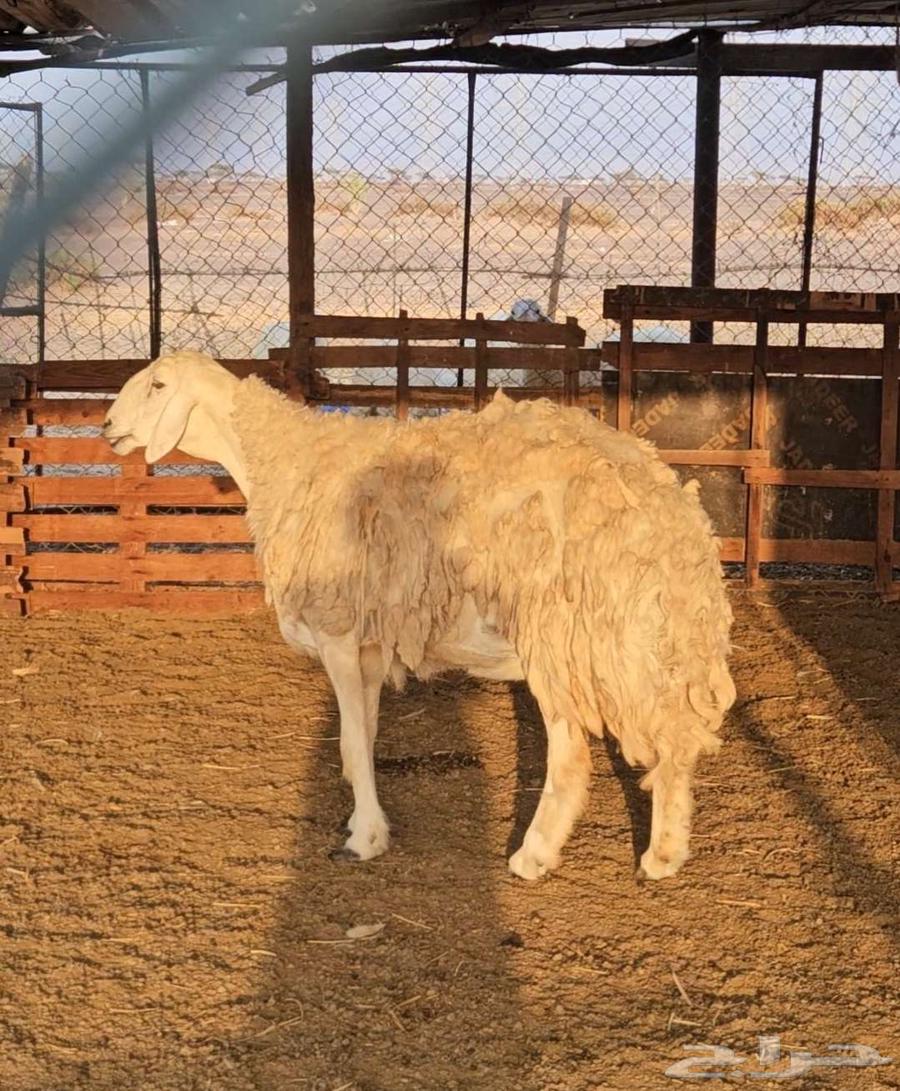 3 نعاج للبيع تم البيع64551933710595110
